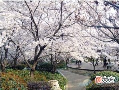 梦见樱花(图文)