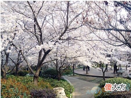 梦见樱花(图文)