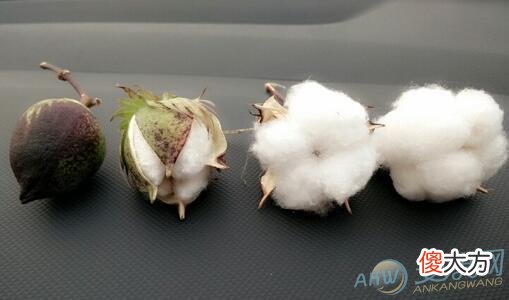 周公解梦女人梦见棉花(图文)