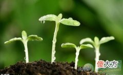 梦见种子发芽(图文)