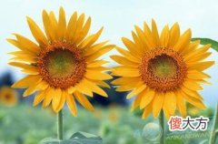 做梦梦见向日葵开花好不好(图文)
