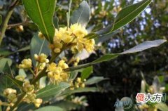 做梦梦见月桂树好不好(图文)