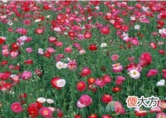 梦见罂粟花有着怎样的吉凶含义？(图文)
