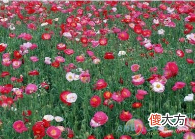 梦见罂粟花有着怎样的吉凶含义？(图文)