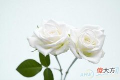 梦见白玫瑰(图文)