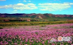 做梦梦见一片花海好不好(图文)