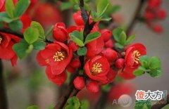 梦见海棠花(图文)