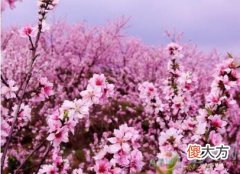 梦见桃花盛开有着怎样的含义特点？(图文)