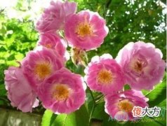 梦见蔷薇(图文)
