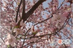 做梦梦见开花好不好？典型的吉兆(图文)