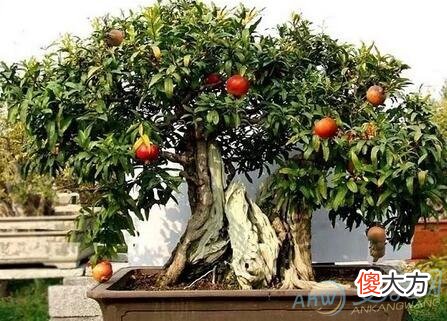 梦见石榴树(图文)