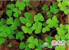 做梦梦见三叶草好不好？乃是吉兆梦境(图文)
