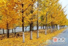 做梦梦见银杏树好不好(图文)