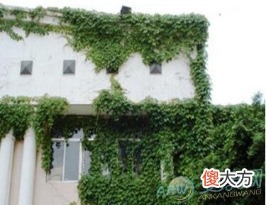做梦梦见攀援植物好不好？注重梦境变化(图文)