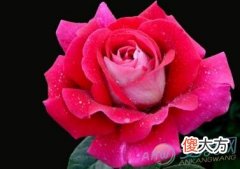做梦梦见月季花好不好(图文)
