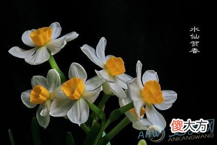 做梦梦见水仙花(图文)