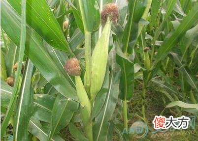 如何解读梦见玉米地象征的含义？(图文)