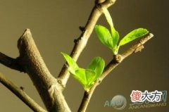 做梦梦见树发芽好不好？从做梦者来看(图文)
