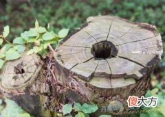 做梦梦见树桩好不好(图文)