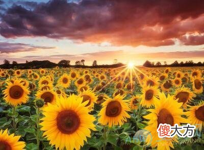 做梦梦见向日葵花开好不好(图文)