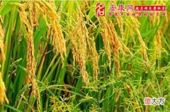 周公解梦梦见稻谷(图文)