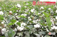 梦见白棉花(图文)