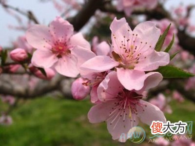 梦境解析-孕妇梦见桃花开代表着什么?(图文)