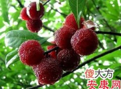 梦见杨梅(图文)