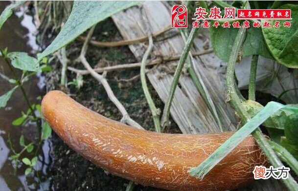 梦见老黄瓜(图文)
