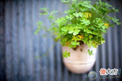 孕妇梦见绿植(图文)