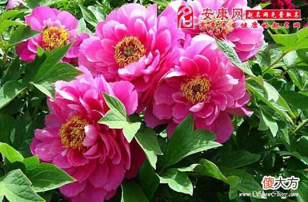 梦见牡丹花(图文)