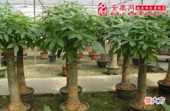 梦见发财树(图文)