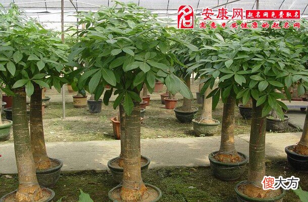 梦见发财树(图文)