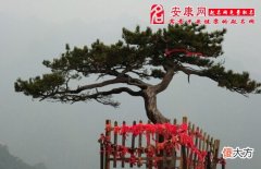 梦见松树(图文)