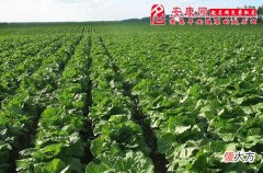 梦见一片白菜地(图文)