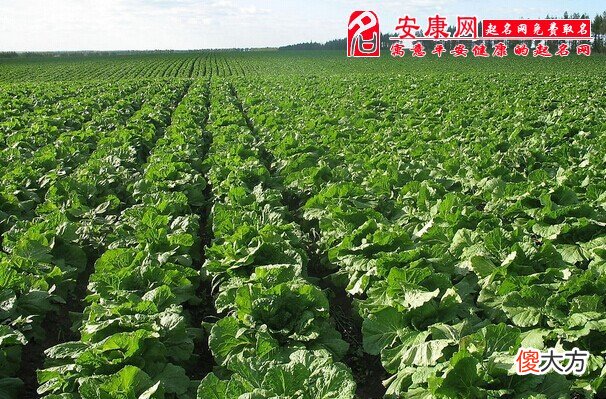 梦见一片白菜地(图文)