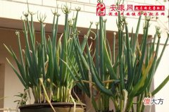 梦见院子里长葱(图文)