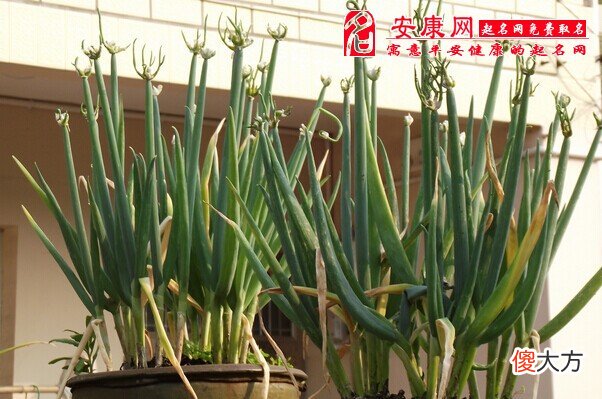 梦见院子里长葱(图文)