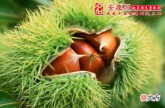 梦见板栗(图文)