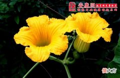 梦见南瓜花(图文)