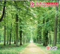 做梦梦见森林(图文)