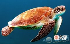 孕妇梦见海龟(图文)