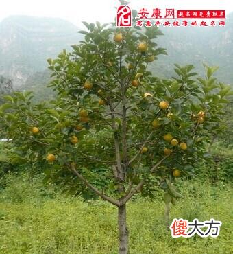 梦见柿子树(图文)