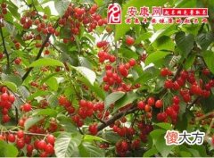 梦见樱桃树(图文)