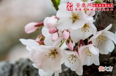 梦见樱桃树开花(图文)