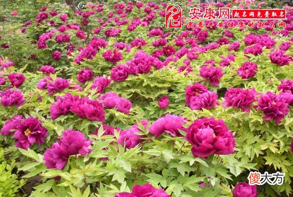 梦见好多花(图文)