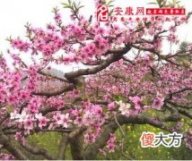 梦见桃花树(图文)