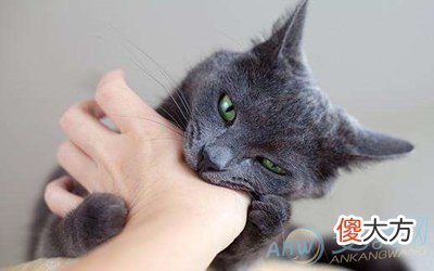 孕妇梦见被猫咬好不好(图文)