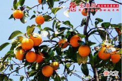 梦见柿子树意味什么(图文)