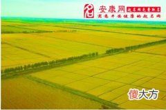梦见金黄的稻田(图文)